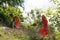 Young Buddhist monks in a garden, Phnom Penh, Cambodia