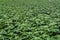 Young budding chrysanthemum plants in a nursery