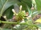 Young budding green Noni fruit Morinda Citrifolia (L.) with little white flower on tree in the park