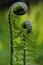 The young budding leaves of a fern matteucia struthiopteris