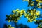 Young budding leaves of a forest shrub against a blue sky background