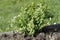 Young budding lovage growing in the garden