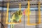 A young Budgeigar parrot is sitting on a parrot`s swing and playing with a toy ball suspended.