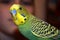 Young budgerigar