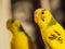 Young budgie sitting in front of mirror, head close-up