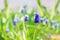Young buds of hyacinth primroses Muscari armeniacum