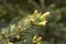 Young buds and young cones grow out of a twig of coniferous tree.