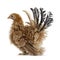 Young buff Japanese Bantam / Chabo frizzle hen on white