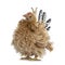 Young buff Japanese Bantam / Chabo frizzle hen on white