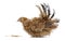 Young buff Japanese Bantam / Chabo frizzle hen on white