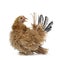 Young buff Japanese Bantam / Chabo frizzle hen on white