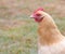 Young Buff Orphington Chicken in the field