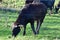 young buffalo calf at the habitat fence