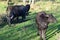 young buffalo calf with the head to the side