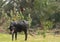 Young buffalo on a green field in the floodplain of the Nile in