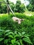 Young buffalo hiding in the green garden, Thailand countryside animal