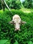 Young buffalo hiding in the green garden, Thailand countryside animal