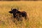 Young Buffalo Sunrise Long Grass