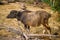 Young Buffalo tied to tree