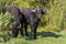 Young buffaloes grazing in a meadow. one of them looks straight