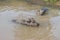 Young Buffaloes Soaking In The Pond.