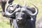 Young bull of an African Buffalo with dirty horns