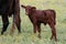 Young Bull Calf and Cow