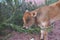 Young bull-calf eats