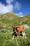 Young bull calf in green grass.Caucasus mountains.