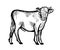 Young bull calf hand drawn sketch.Farming