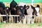 Young bull-calves in the shed