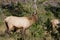 Young Bull Elk in Rut