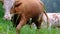 A young bull goes past the camera from right to left. Cows graze in the meadow. Close-up. Grass, flowers and insects.