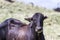 Young bull in a grass field