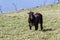 Young bull in a grass field