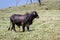 Young bull in a grass field