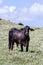 Young bull in a grass field