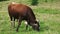 Young bull grazing on grassy field.