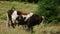 Young bull grazing on green field.