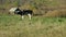 Young bull grazing in meadow near farm