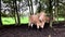 Young Bull Grazing between trees