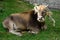Young bull lying on the green grass, farm animal