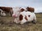 A young bull is lying on a pasture next to a herd of cows during a cloudy day