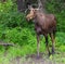 Young Bull Moose