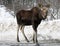 Young Bull Moose