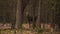 A young bull moose (Alces alces) in a mysterious forest. The moose looks straight ahead