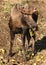 Young bull moose browsing