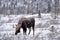 A young bull moose grazes in a snowy field