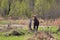 A young bull moose standing in a swampy area