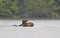 A Young bull Moose swimming with velvet antlers Alces alces in Opeongo lake in Algonquin Park, Canada